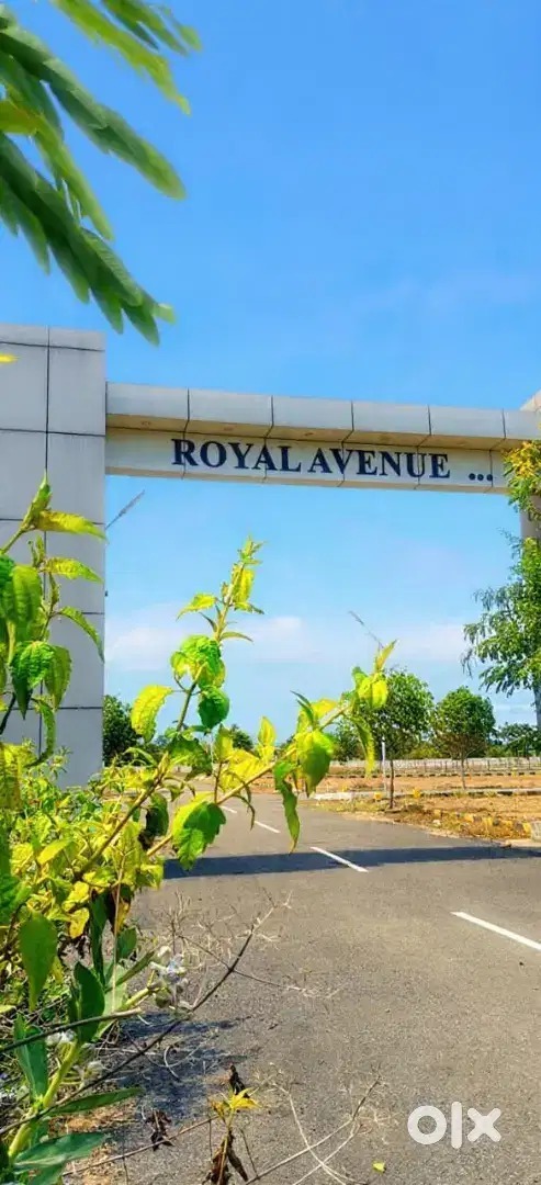 Royal Avenue homes